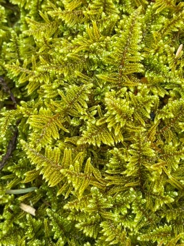 Brocade Moss