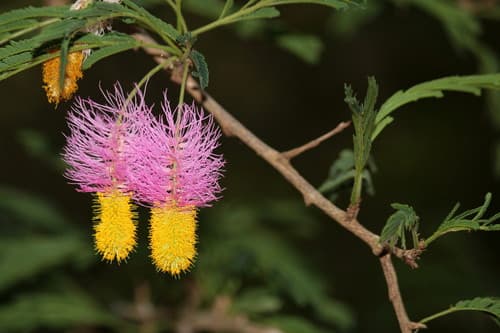 Mature Informal Upright Juniper Bonsai