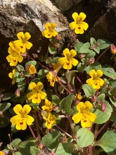 Wingstem Monkeyflower