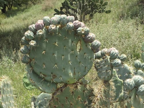 Nopal Tapón