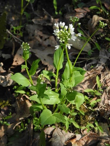 Shimpaku Juniper Bonsai with Deadwood