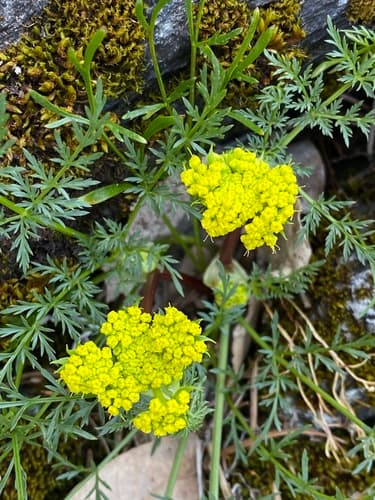 Foothill desert-parsley