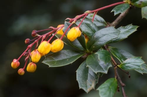 Darwin's Barberry