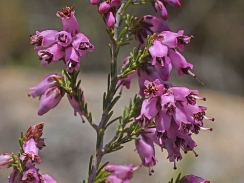 Spanish Heath Bonsai