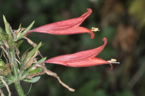 Uruguayan Firecracker Plant