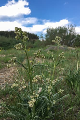 Edible Valerian Specimen