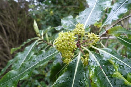 Tarata (Lemonwood) Bonsai