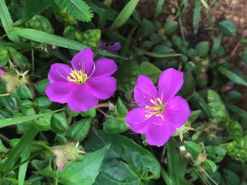 Spanish Shawl Bonsai