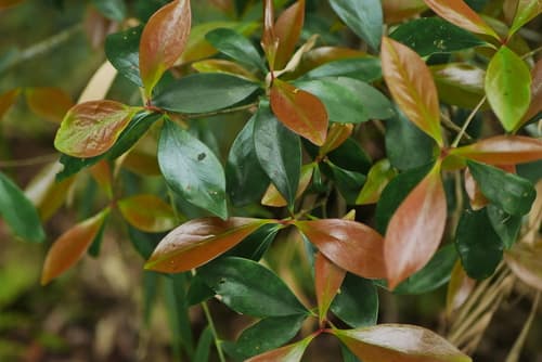 Japanese Ternstroemia