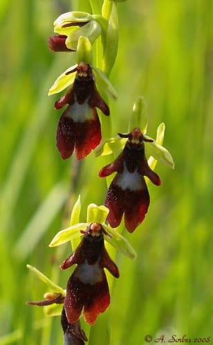 Fly Orchid