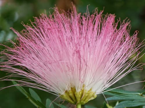 Suriname Stickpea Bonsai