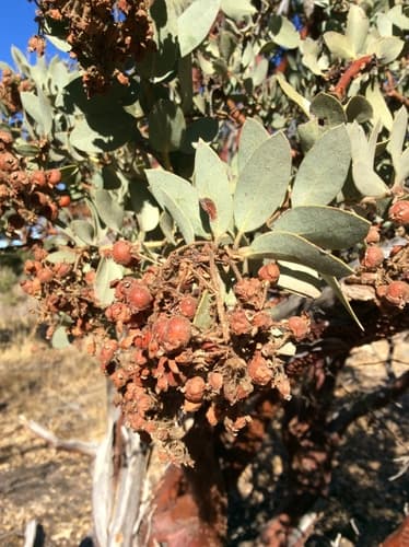 Pringle's Manzanita Bonsai