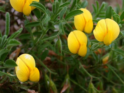 Yellow Restharrow Plant