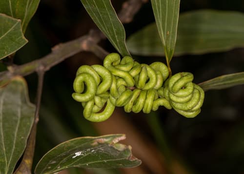 Big-leaved Acacia Bonsai