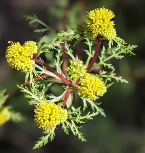 Tuberous Sanicle Bonsai