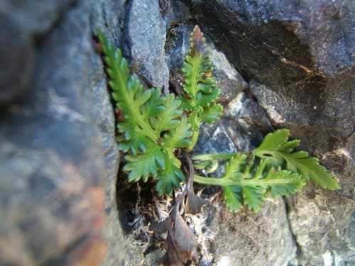 Ground Spleenwort Fern
