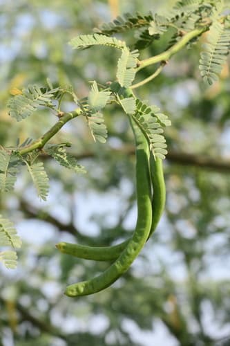 Mesquite Bonsai