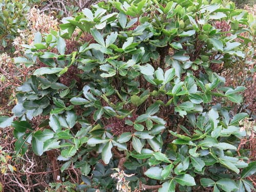 Mountain Five Finger