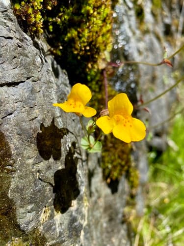 Small-leaf Monkeyflower