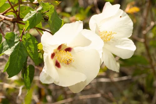 Upland Cotton Bonsai