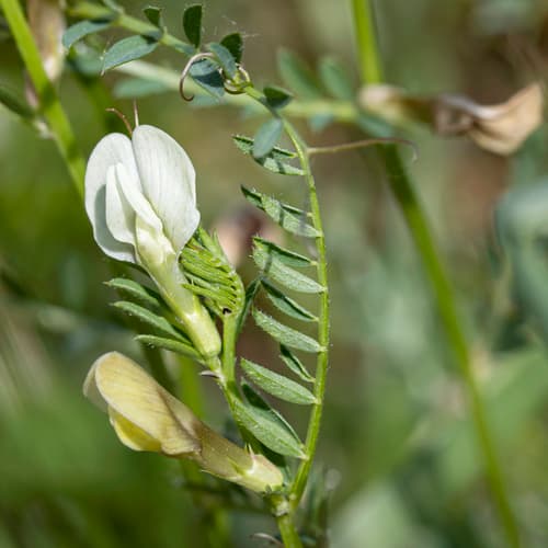 Yellow Vetch