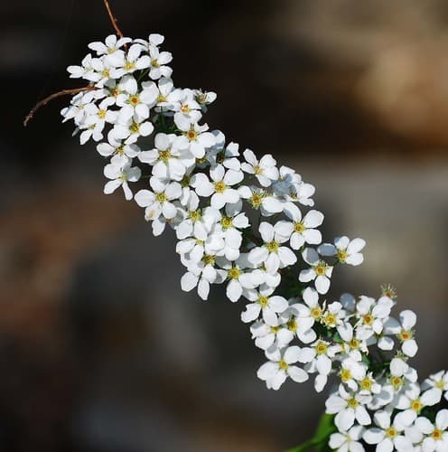 Bridal-wreath Spirea Bonsai