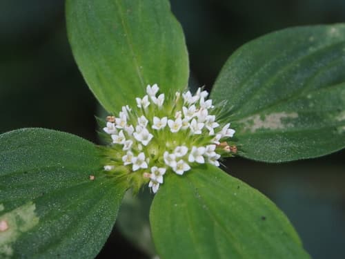 Tropical Girdlepod Bonsai