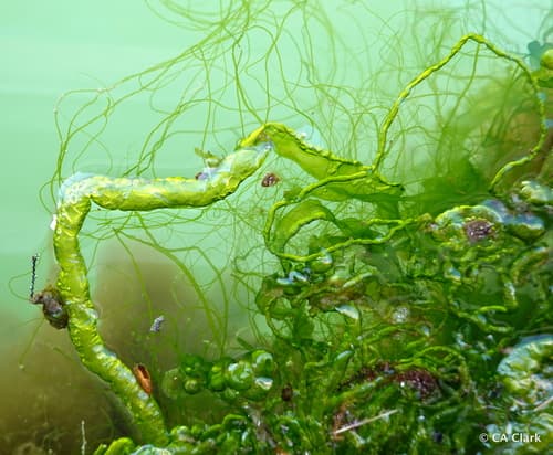 Gutweed Algae Specimen