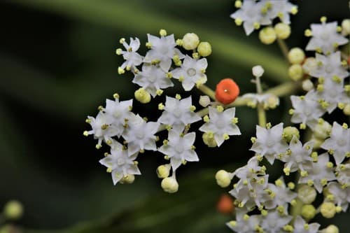 Chinese Elder Bonsai