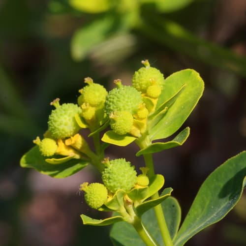 Warty spurge