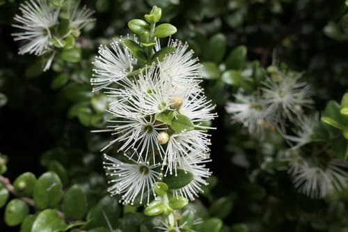 Climbing Rātā Bonsai