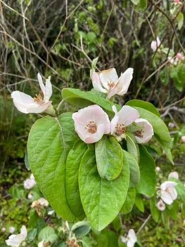 Flowering Quince Bonsai