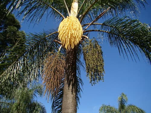 Queen palm