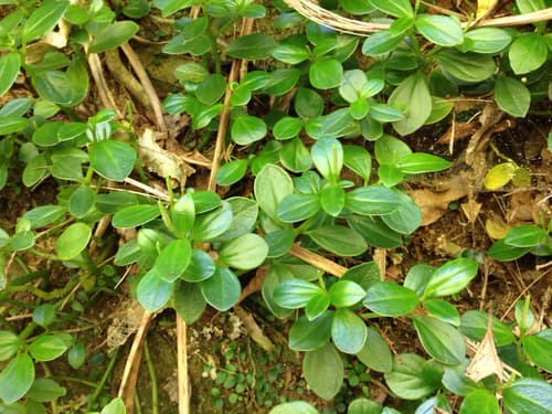 Peperomia urvilleana