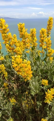 Anthyllis cytisoides