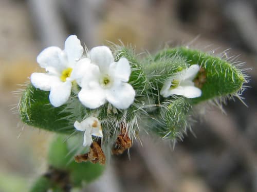Clearwater Cryptantha