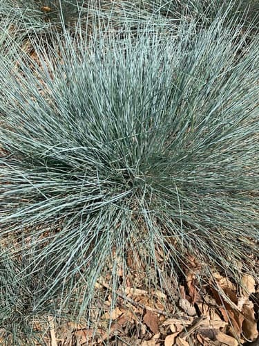 Blue Fescue