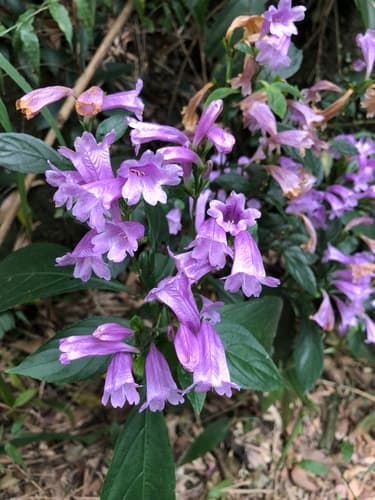 Pink Strobilanthes