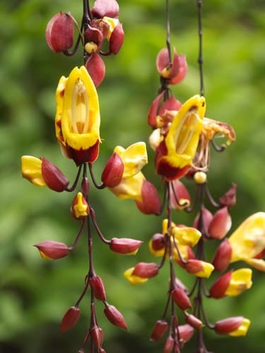 Mysore Trumpetvine Bonsai