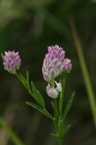 Field Milkwort