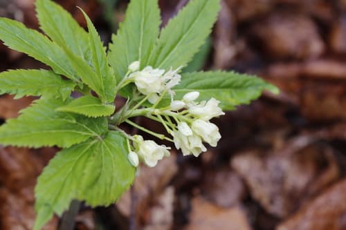 Drooping Bittercress Bonsai