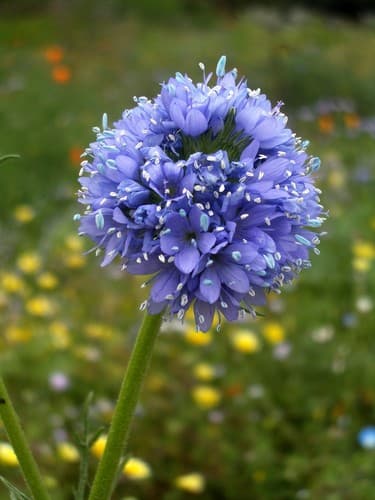 Bluehead Gilia