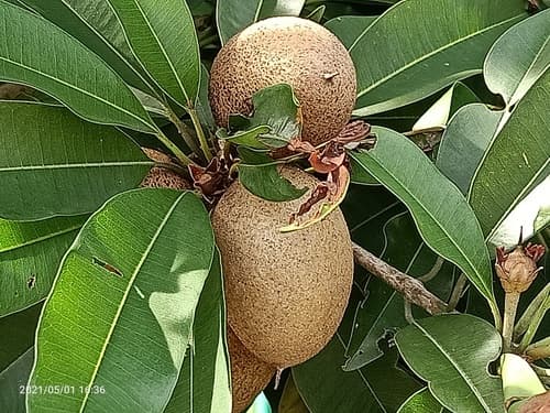 Sapodilla