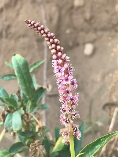 Tropical Pokeweed Bonsai