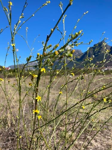Ridgestem Ragwort
