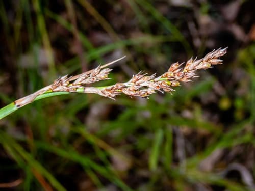 Variable Sword-Sedge Bonsai