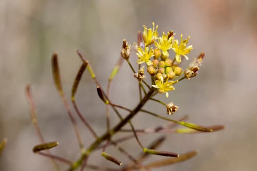 Western Tansymustard