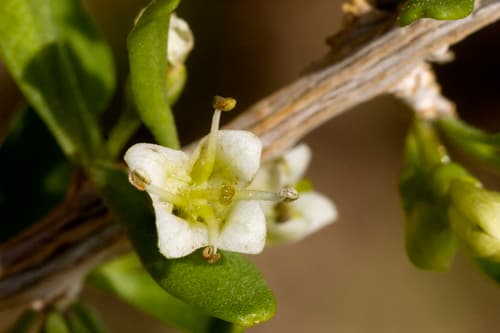 Berlandier's Wolfberry Bonsai