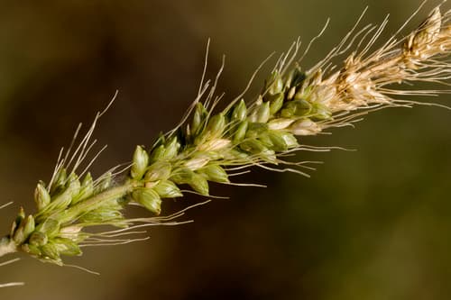 Plains Bristlegrass