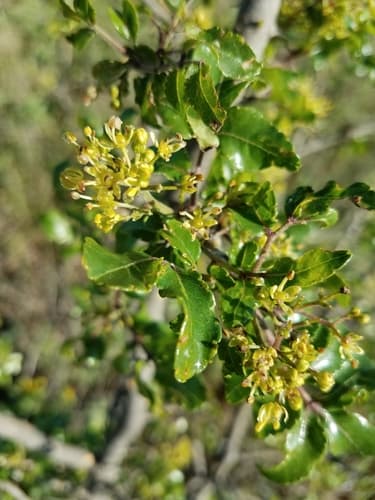 Limestone Prickly Ash Bonsai